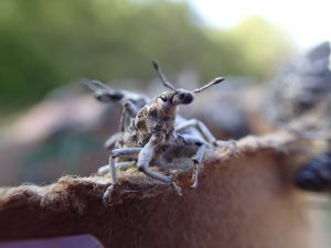 Cyphocleonus achates beetle