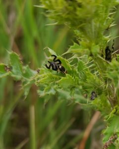 Urophora cardui