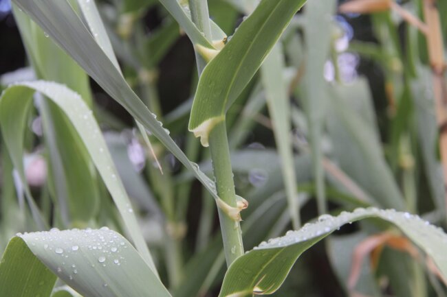 giant reed stem