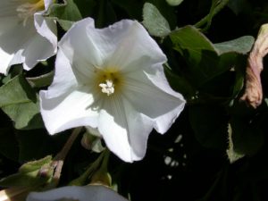 Field Bindweed