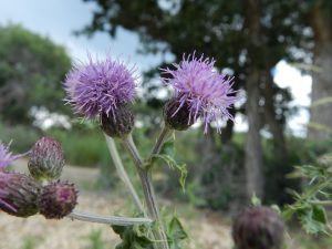 Canada Thistle plant