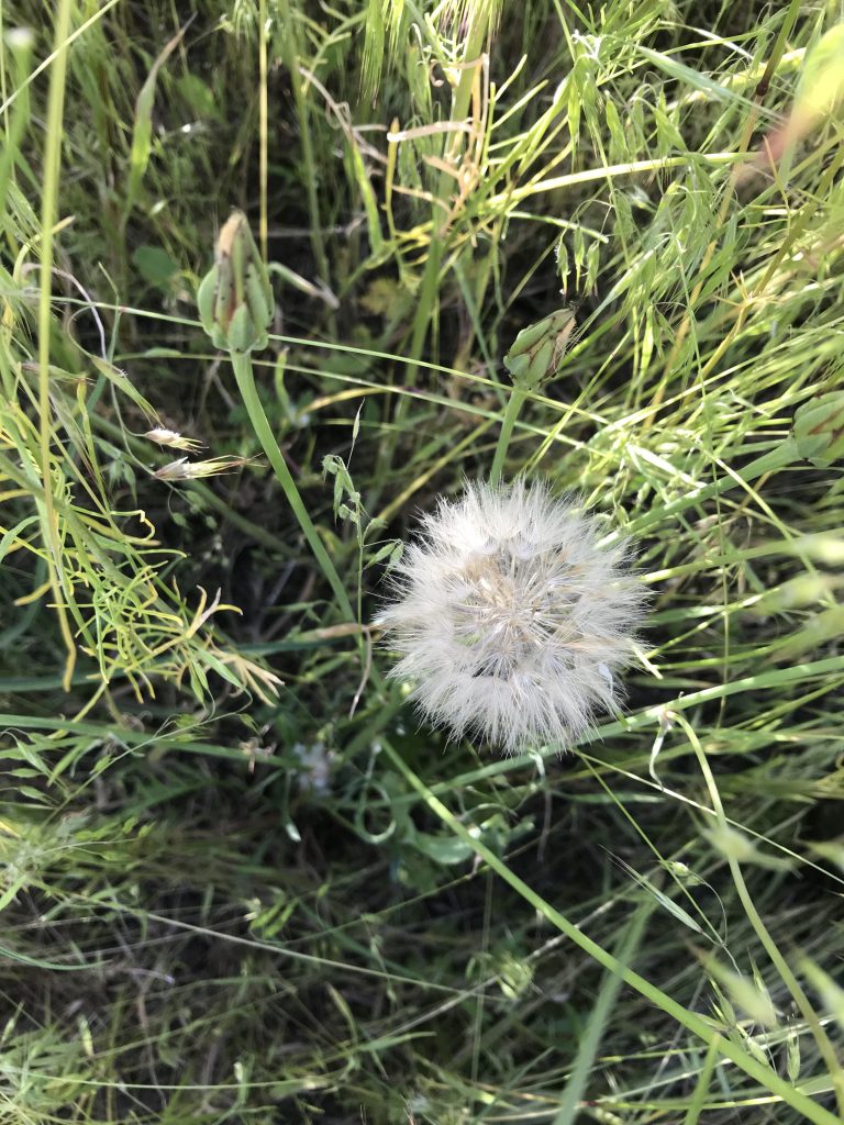 Cutleaf Vipergrass – Utah Weed Control Association