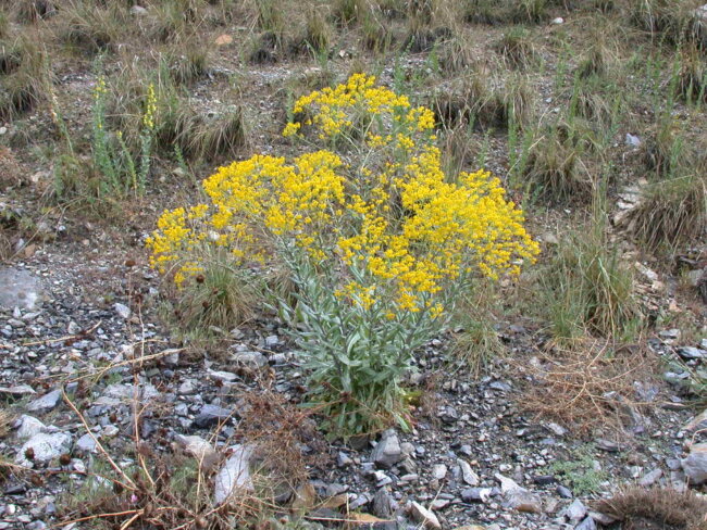 Dyers Woad plant