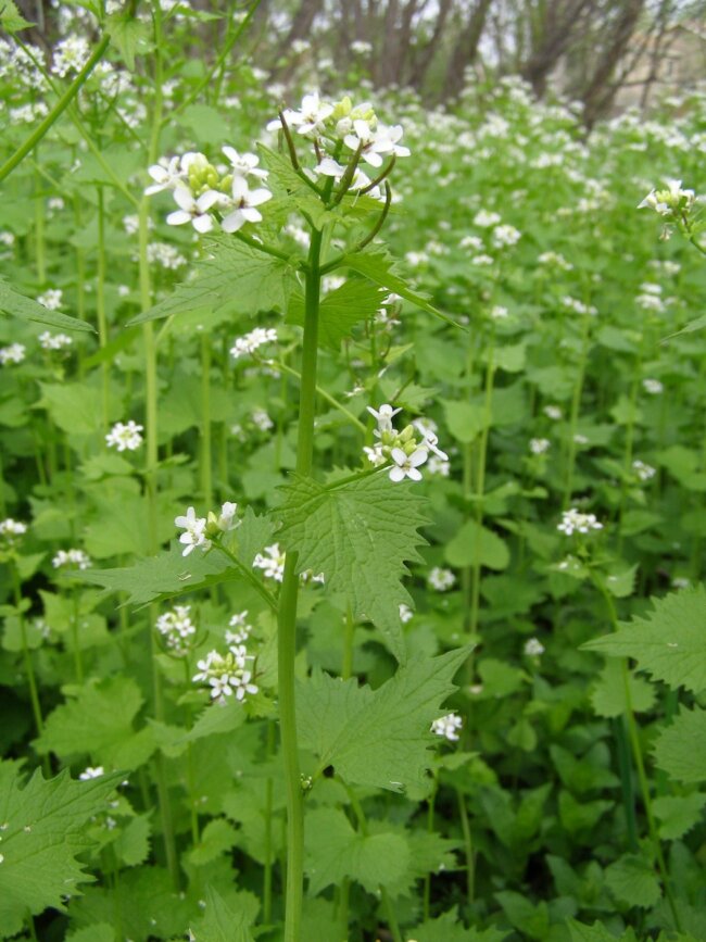 Garlic mustard plant