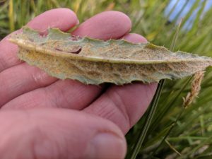 Puccinia punctiformis