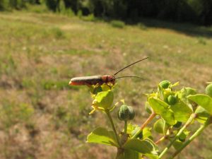 Oberea erythrocephala