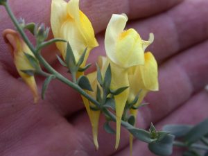 Dalmatian Toadflax leaves