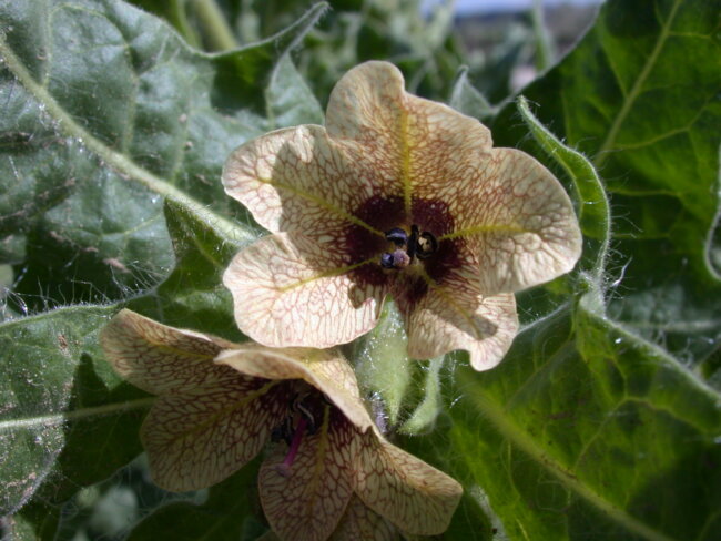 black henbane flower
