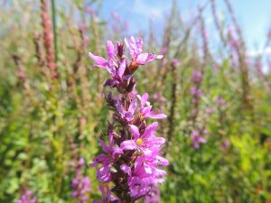 Purple Loosestrife