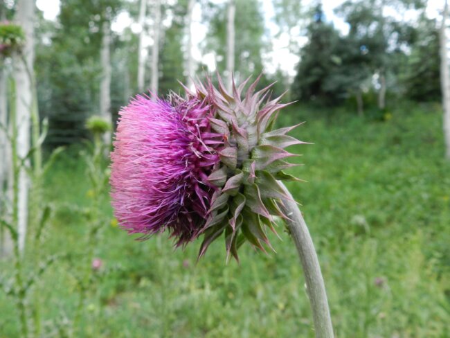 Musk Thistle plant