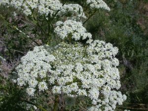 Poison Hemlock plant