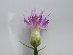 Russian Knapweed