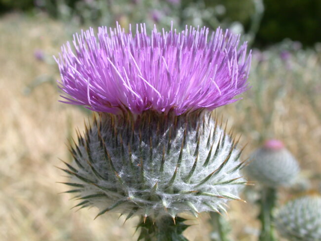 Scotch Thistle
