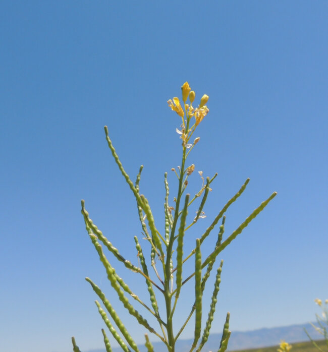 Elongated Mustard plant