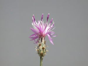 Squarrose Knapweed