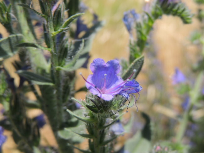 Viper Bugloss flowers