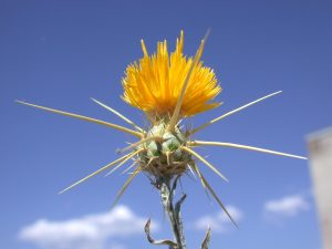 Yellow Starthistle plant