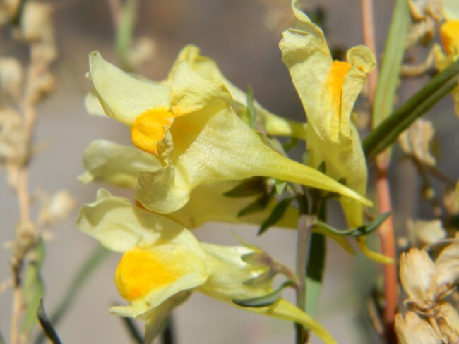 Yellow Toadflax