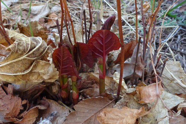 Japanese Knotweed small seedling
