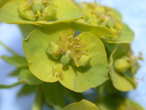 Leafy Spurge plant