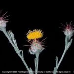 malta starthistle plant