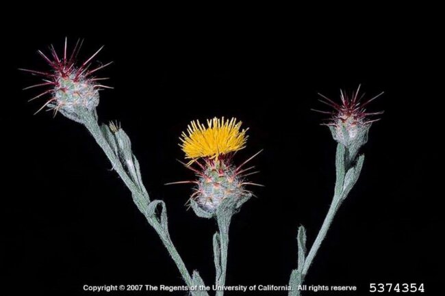 malta starthistle plant