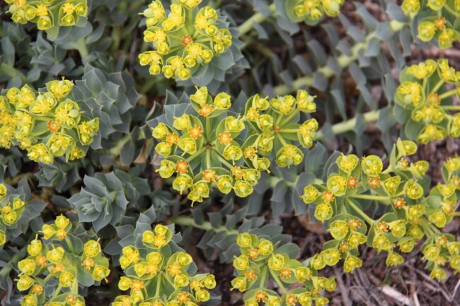 Myrtle Spurge flowers