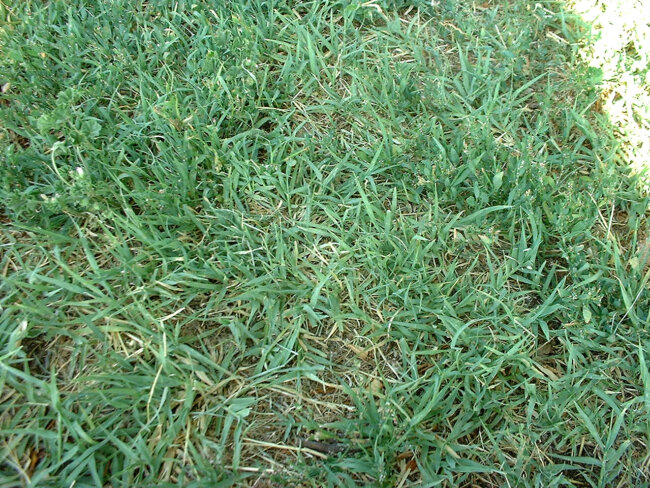 Bermudagrass