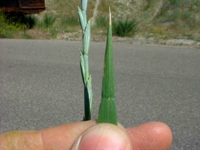 Quackgrass leaf
