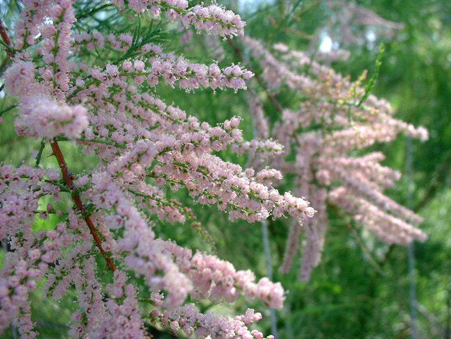 Saltcedar