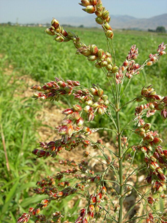 Perennial Sorghum Species