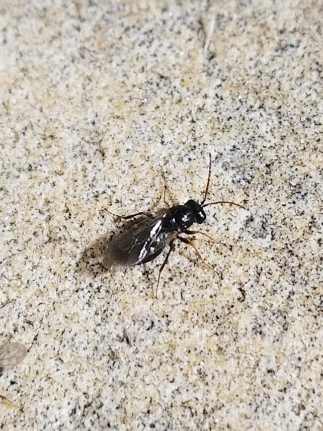 Aulacidea acroptolonica