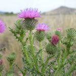 Plumeless thistle