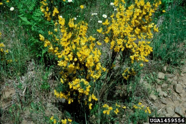 Scotch Broom plant