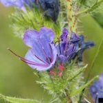 Small bugloss flowers
