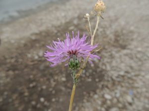 Spotted Knapweed