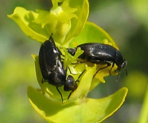 Aphthona czwalinae beetle