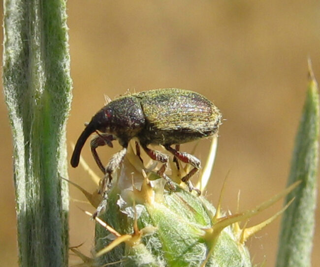 Eustenopus villosus weevil