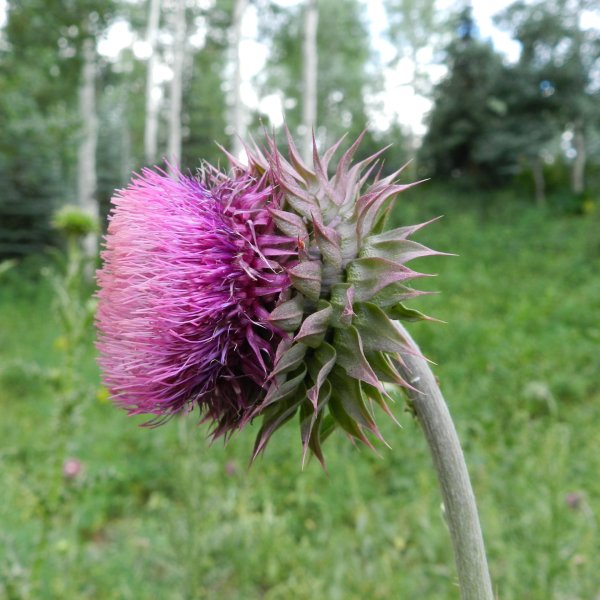 Musk Thistle plant