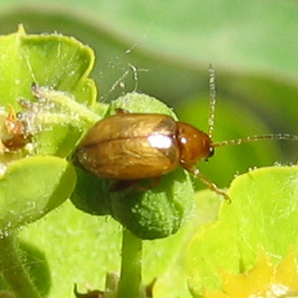 Aphthona nigriscutis beetle